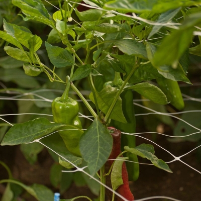 Δίχτυ στήριξης φυτών (ανά μέτρο)